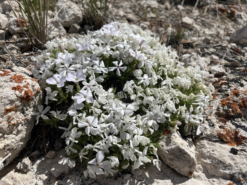 Prickly Phlox photo 8