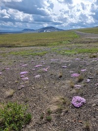 Richardson's Phlox