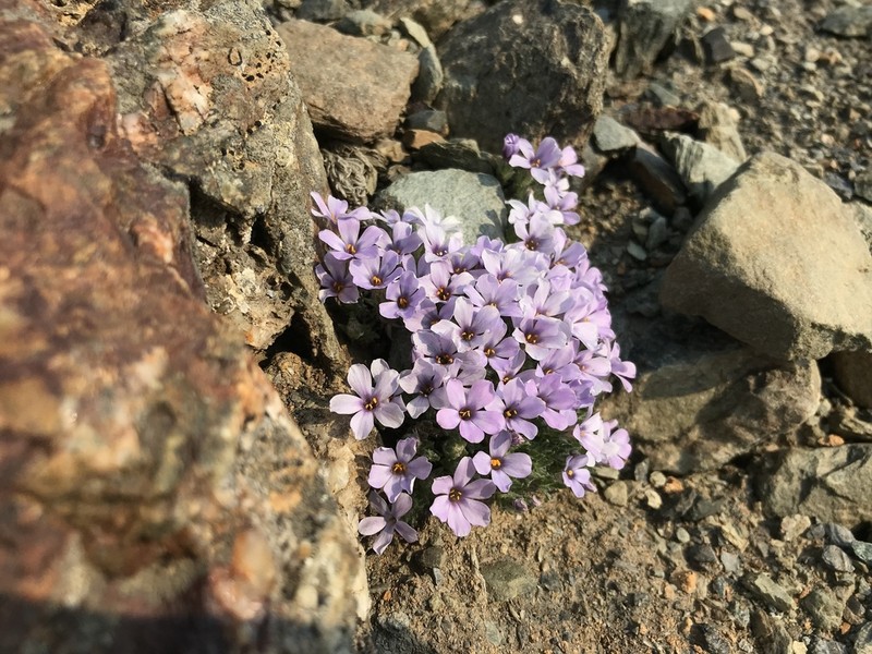 Richardson's Phlox photo 2