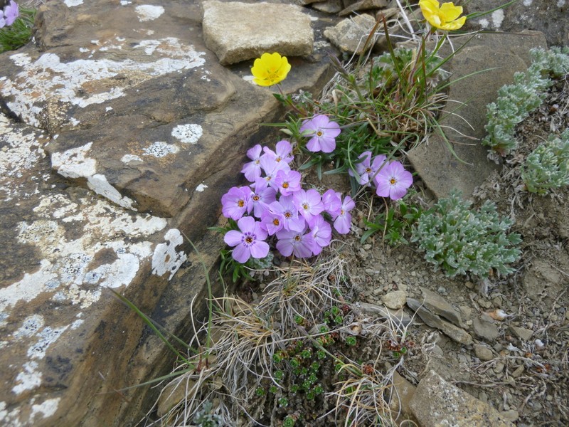 Richardson's Phlox photo 3