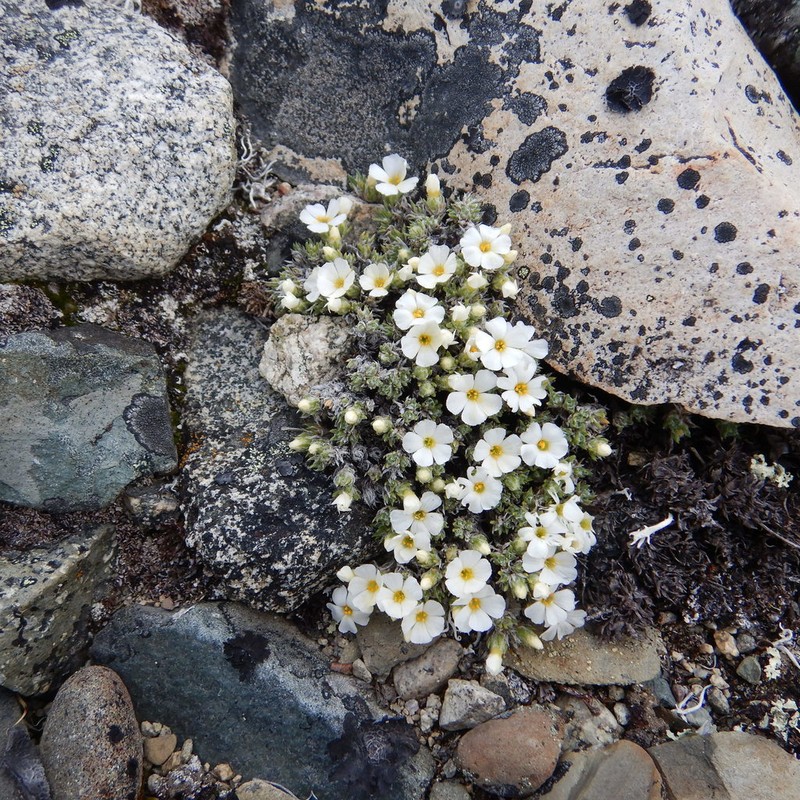 Richardson's Phlox photo 4