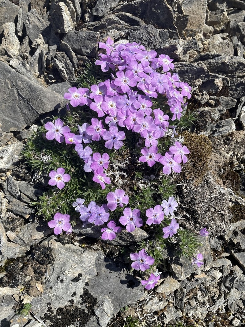 Richardson's Phlox photo 6