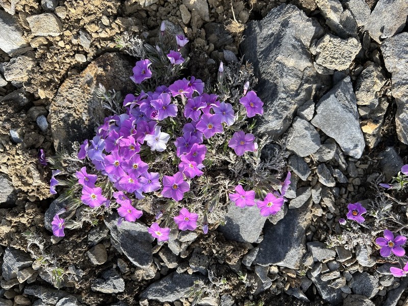 Richardson's Phlox photo 7