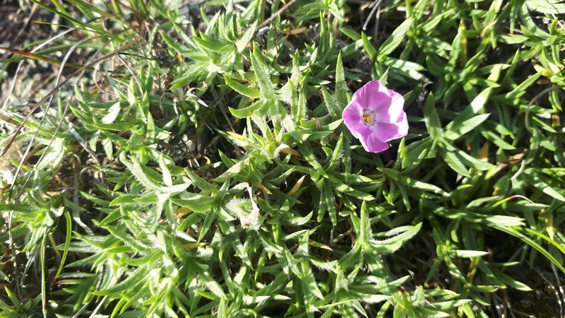 Richardson's Phlox photo 8