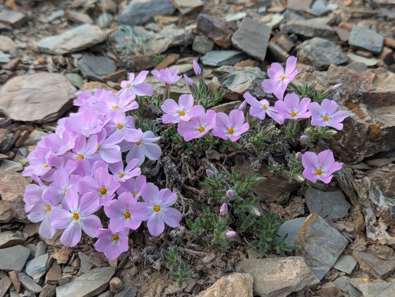 Phlox richardsonii subsp. alaskensis