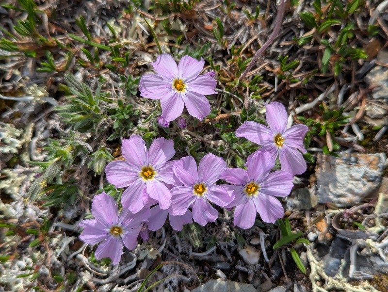 Phlox richardsonii subsp. alaskensis photo 2