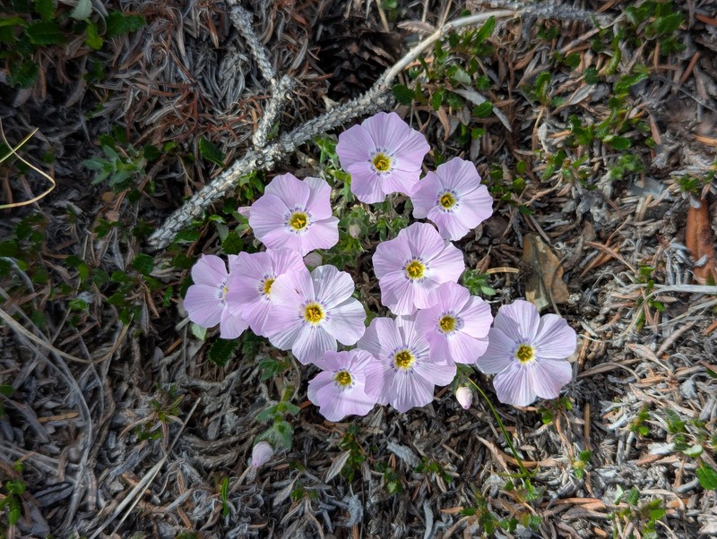 Phlox richardsonii subsp. alaskensis photo 3
