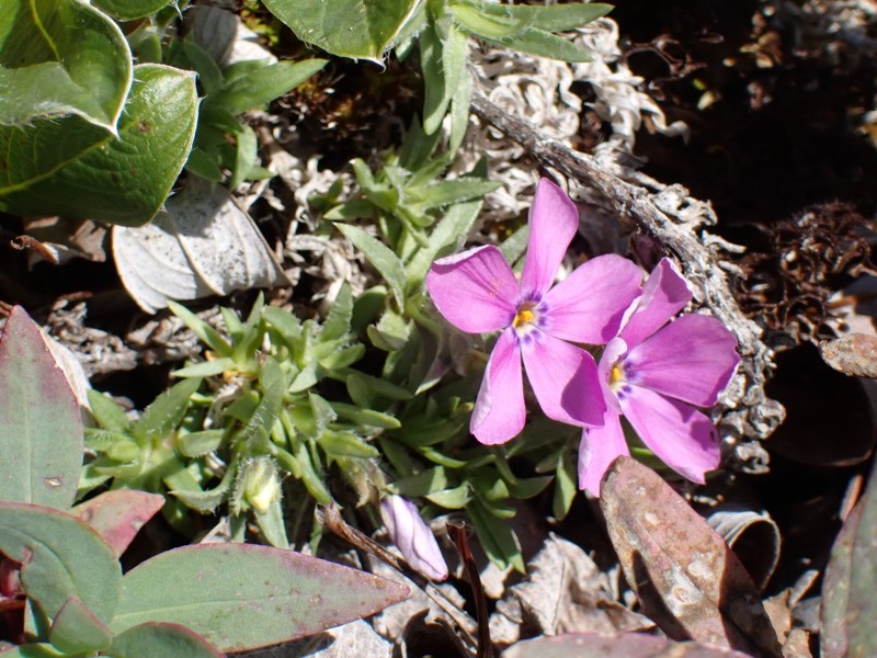 Phlox richardsonii subsp. alaskensis photo 4