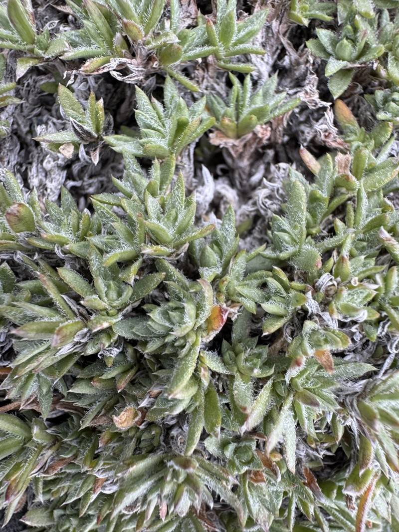 Phlox richardsonii subsp. alaskensis photo 5