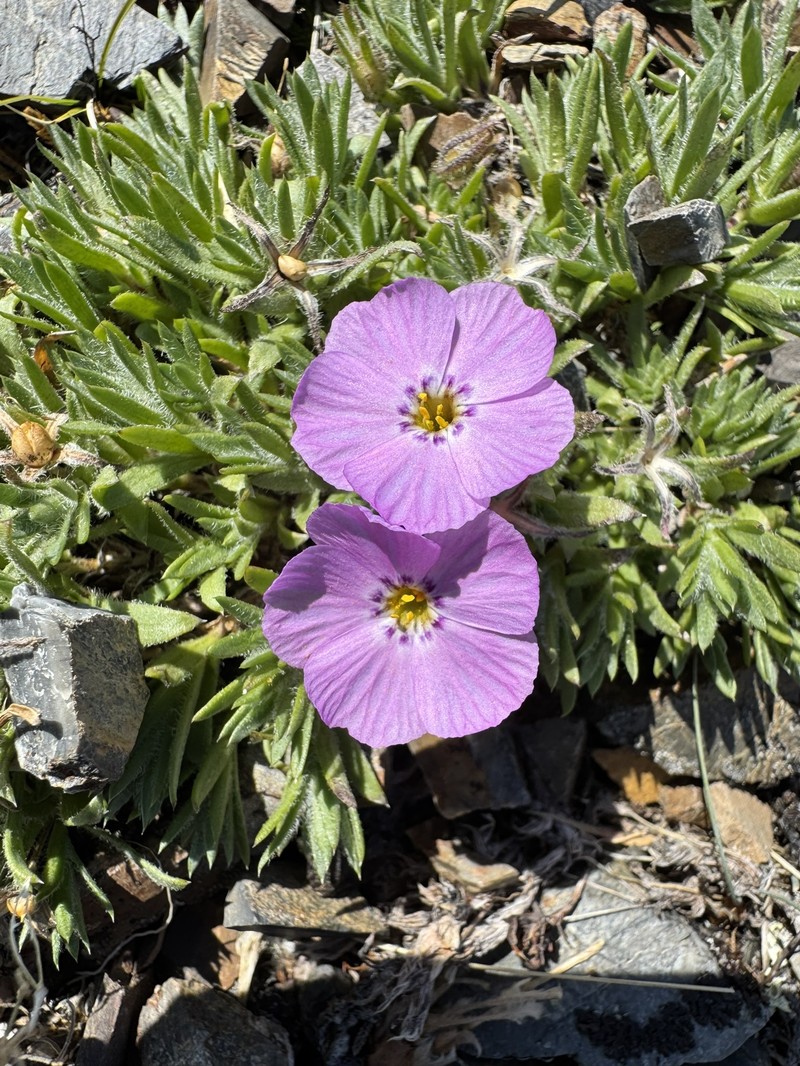 Phlox richardsonii subsp. alaskensis photo 6