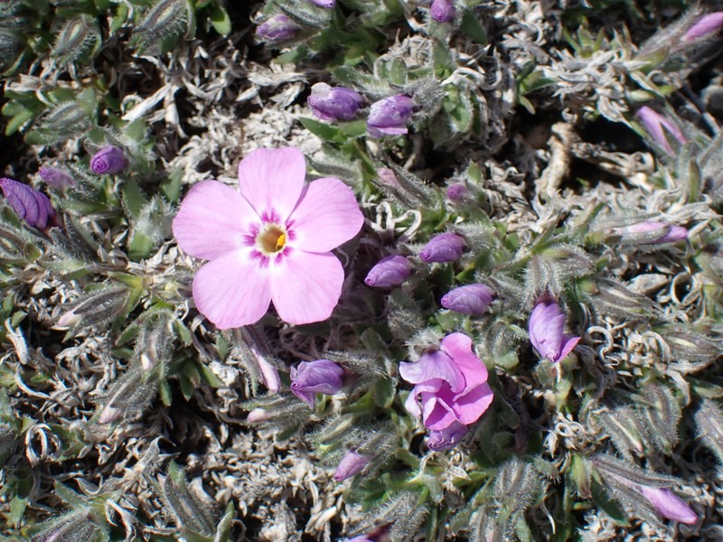 Phlox richardsonii subsp. alaskensis photo 7
