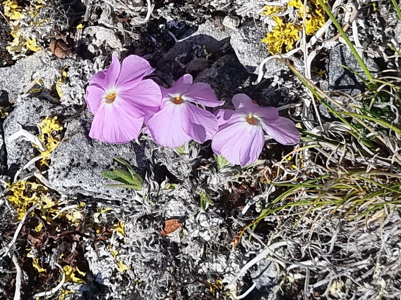 Phlox richardsonii subsp. alaskensis photo 8