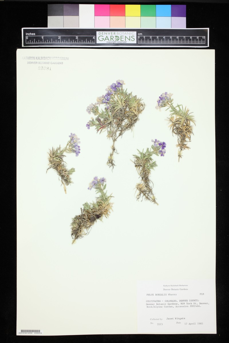 Phlox richardsonii subsp. borealis photo 2