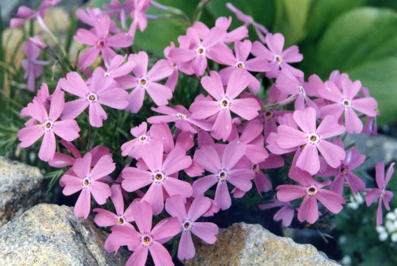 Phlox richardsonii subsp. borealis