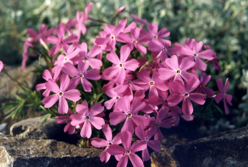 Phlox richardsonii subsp. borealis photo 3