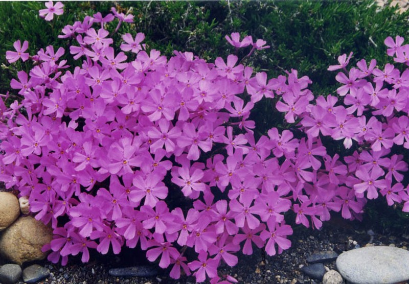 Phlox richardsonii subsp. borealis photo 4