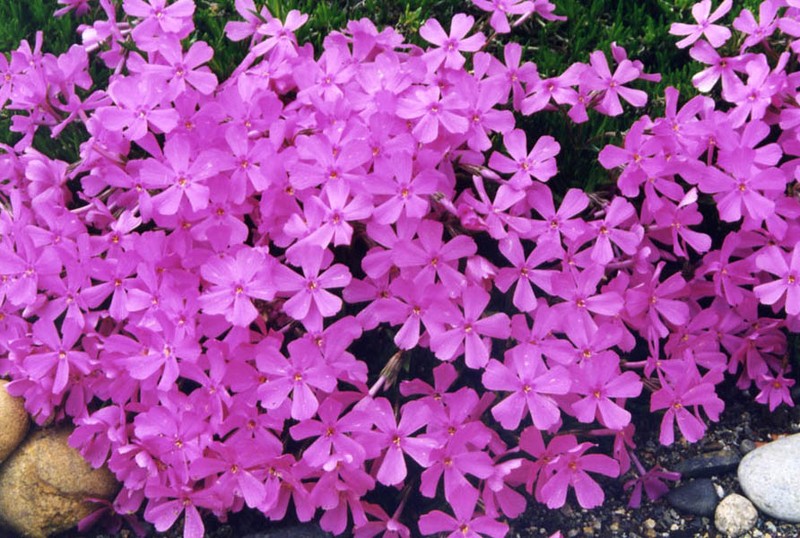 Phlox richardsonii subsp. borealis photo 5