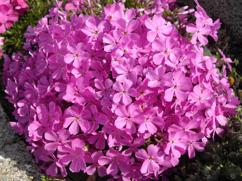 Phlox richardsonii subsp. borealis photo 6