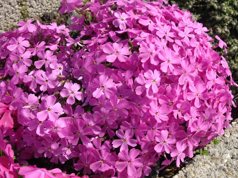 Phlox richardsonii subsp. borealis photo 7