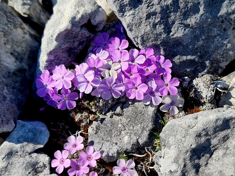 Phlox richardsonii subsp. richardsonii