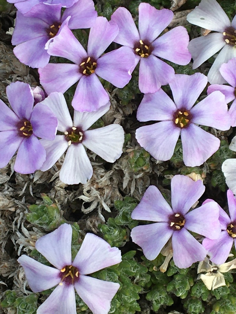 Phlox richardsonii subsp. richardsonii photo 2