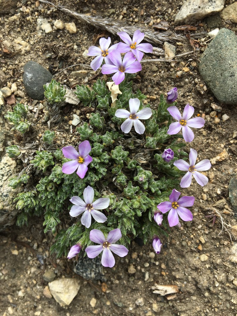 Phlox richardsonii subsp. richardsonii photo 3