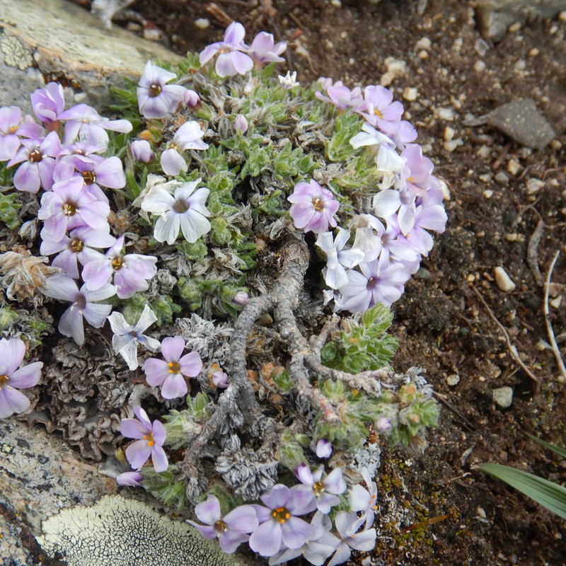Phlox richardsonii subsp. richardsonii photo 6