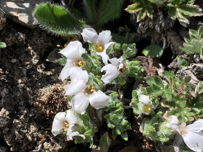 Phlox richardsonii subsp. richardsonii photo 8
