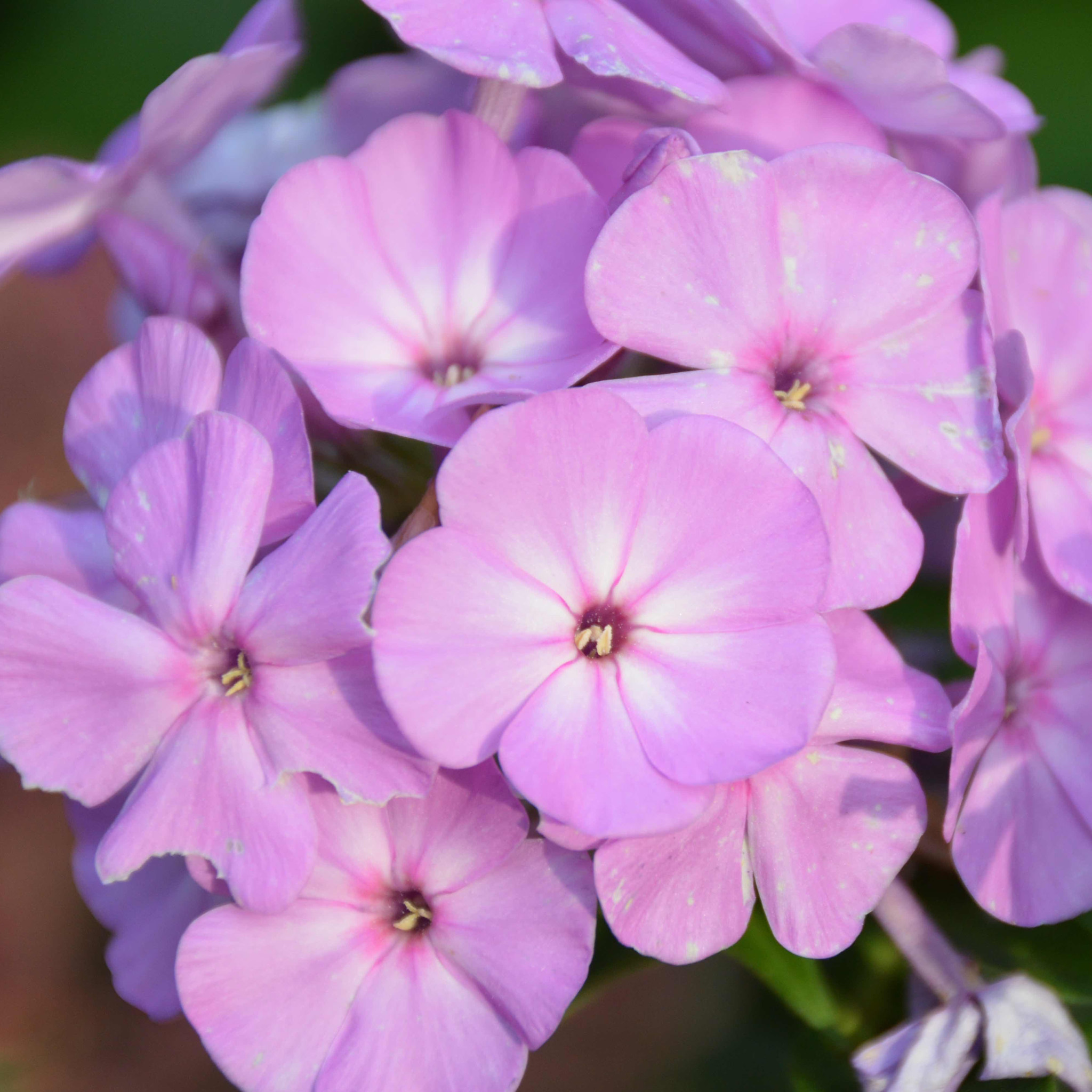 Goldeneye Phlox