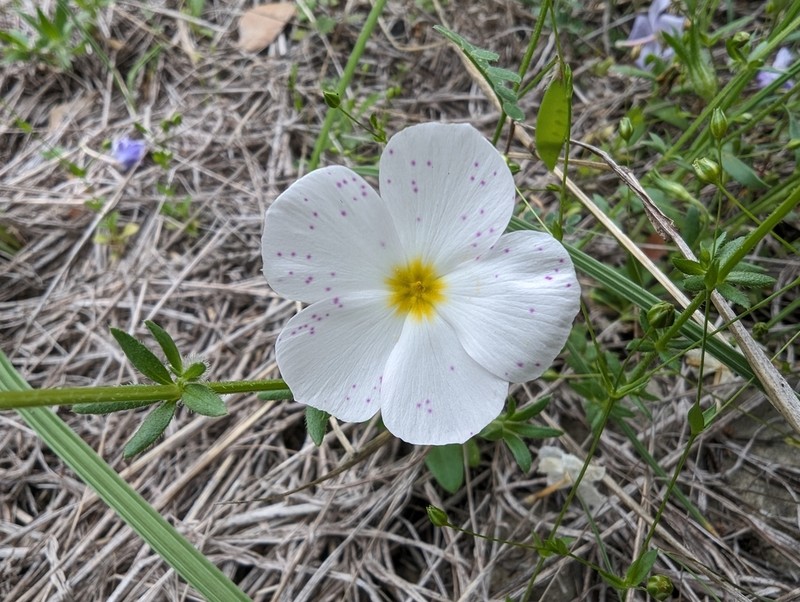 Goldeneye Phlox