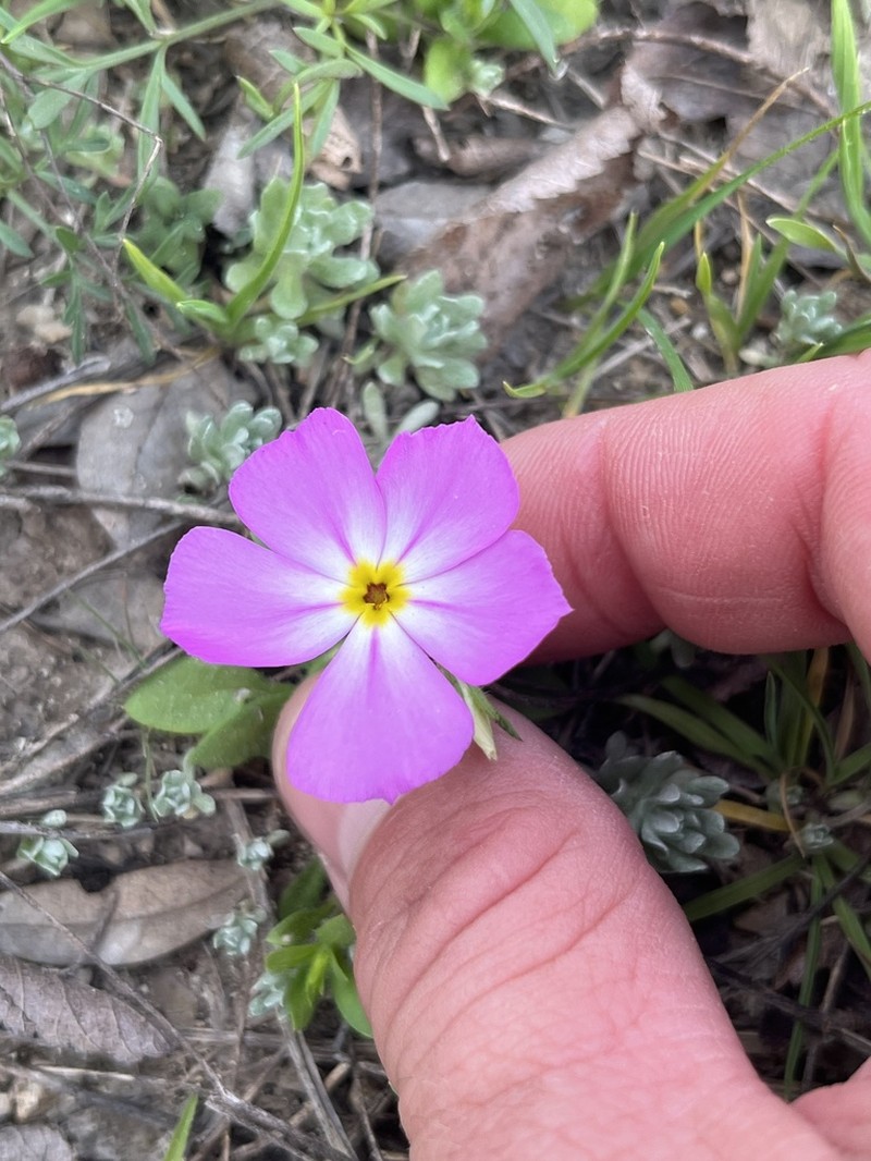Goldeneye Phlox photo 2