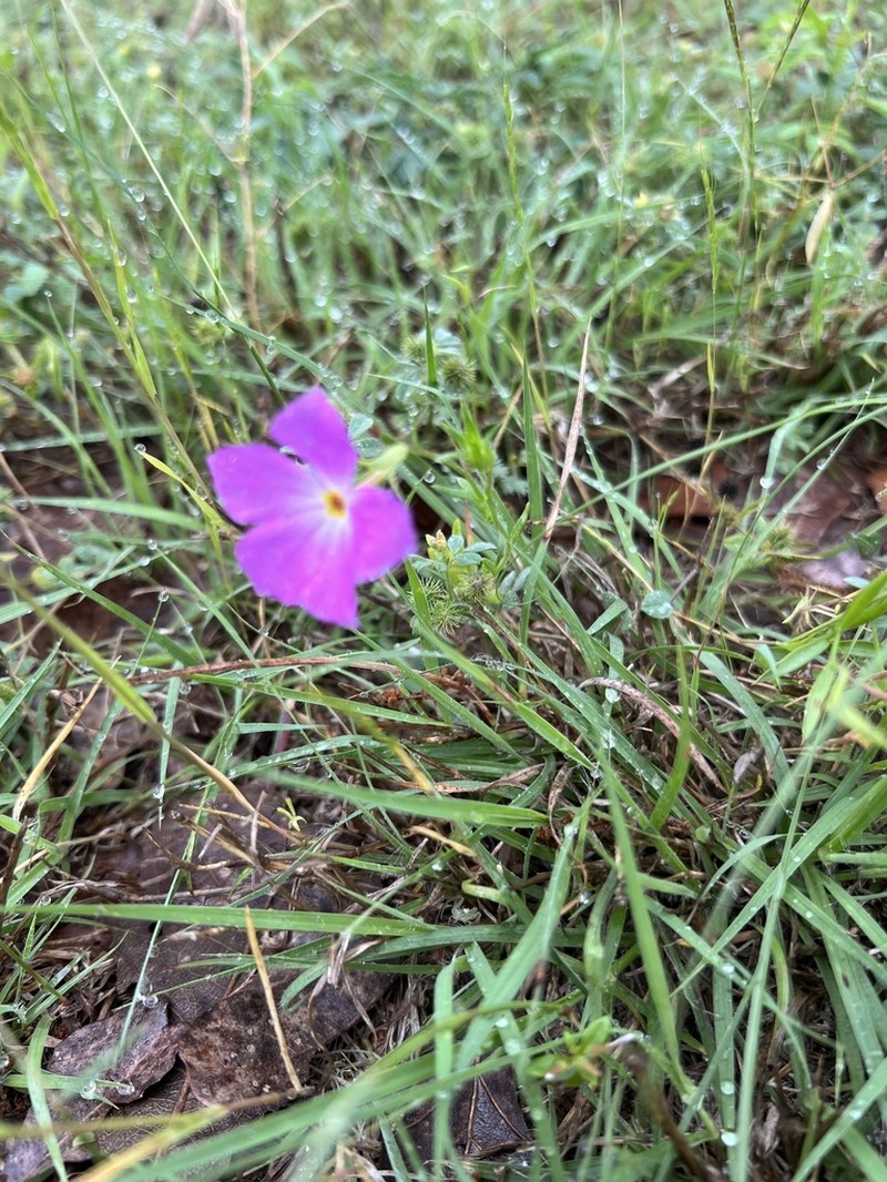 Goldeneye Phlox photo 3
