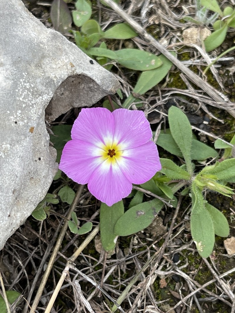 Goldeneye Phlox photo 4