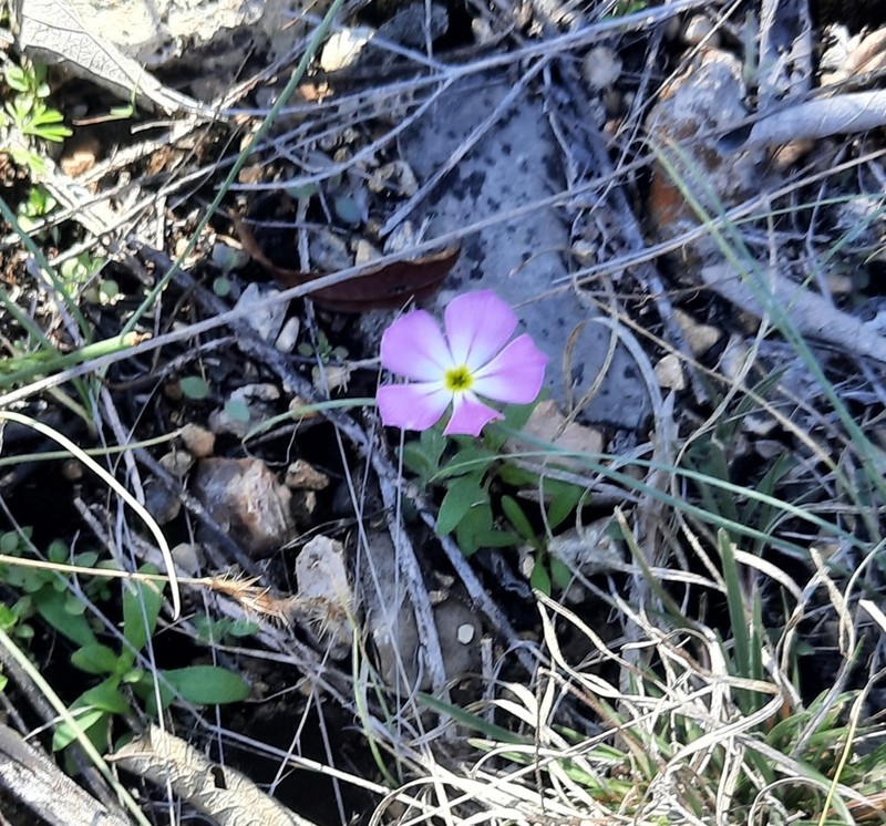 Goldeneye Phlox photo 5