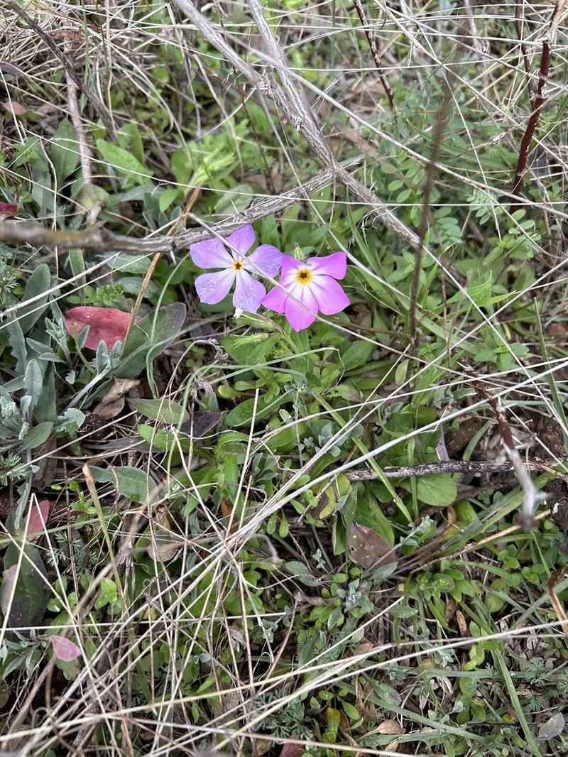 Goldeneye Phlox photo 6
