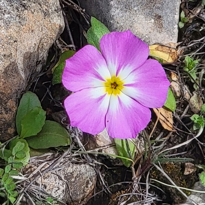 Goldeneye Phlox photo 7