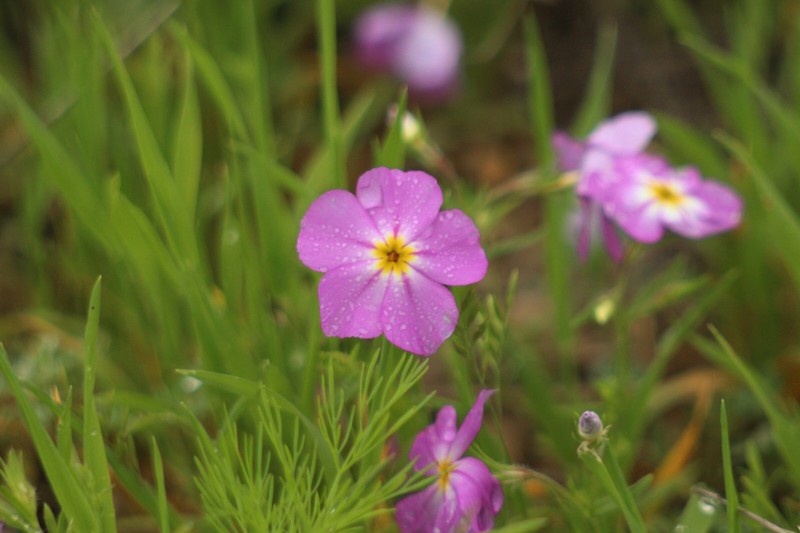 Goldeneye Phlox photo 8