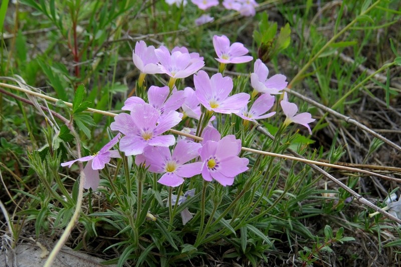 Siberian Phlox photo 3