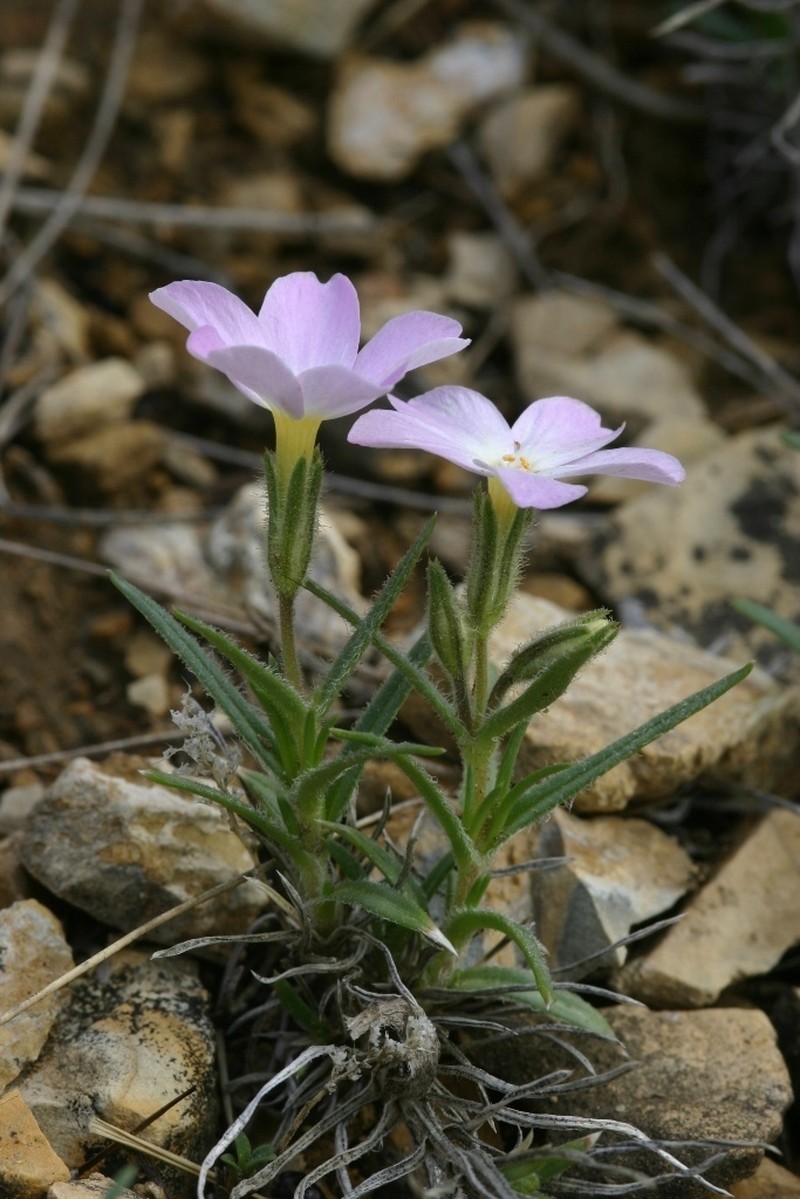 Siberian Phlox photo 4