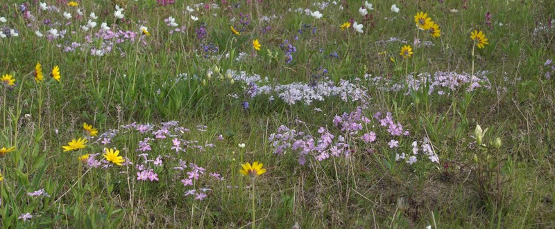 Siberian Phlox photo 5