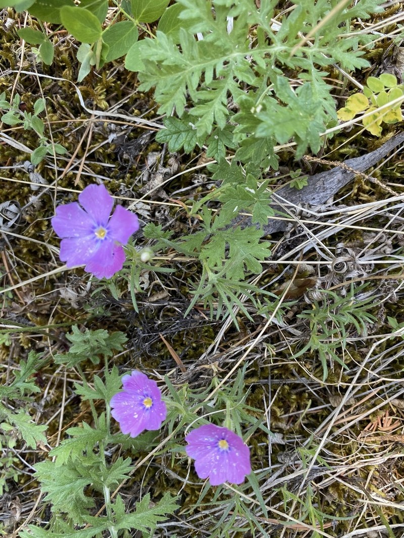 Siberian Phlox photo 6