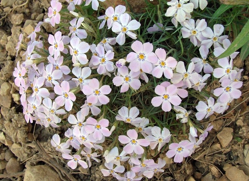 Siberian Phlox photo 7