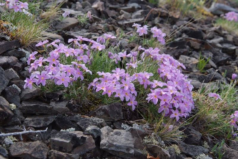 Siberian Phlox photo 8