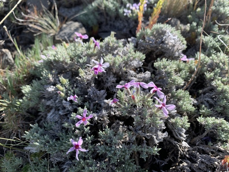 Phlox solivaga