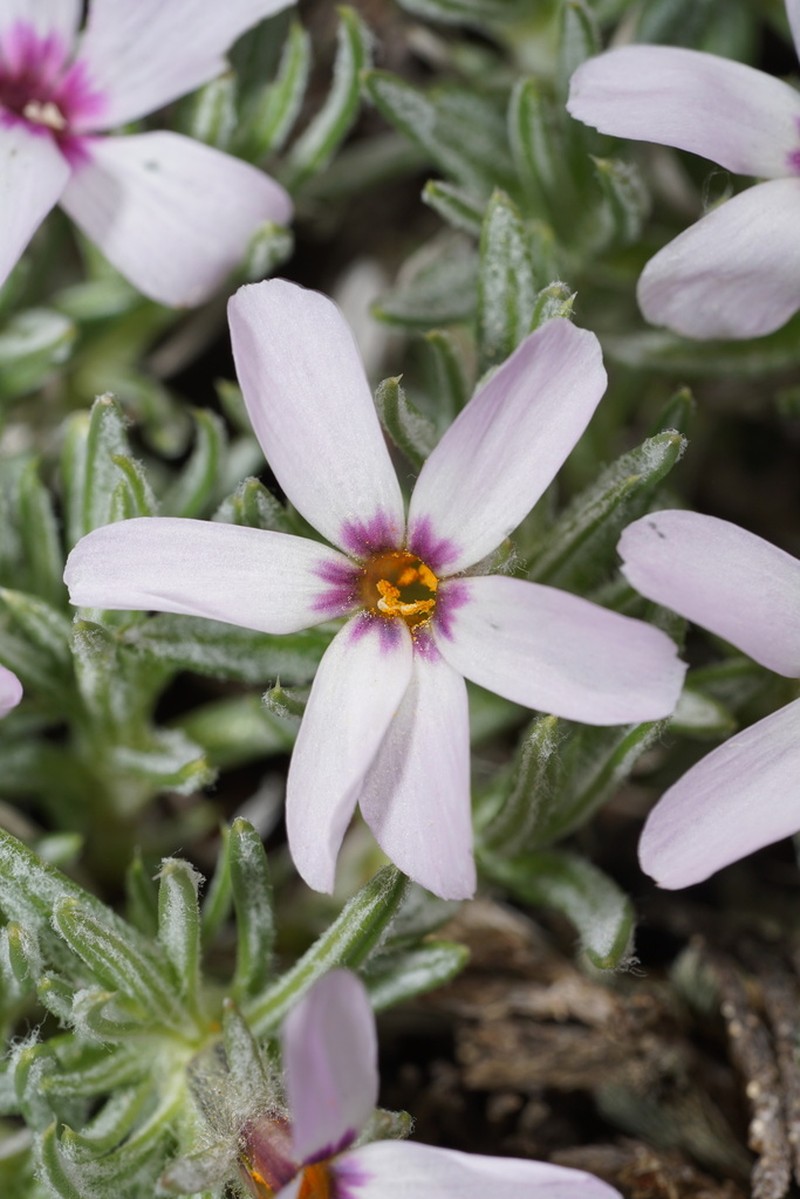 Phlox solivaga photo 2