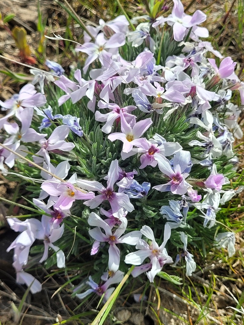 Phlox solivaga photo 3