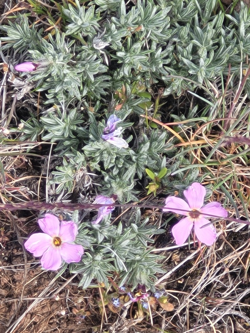 Phlox solivaga photo 5