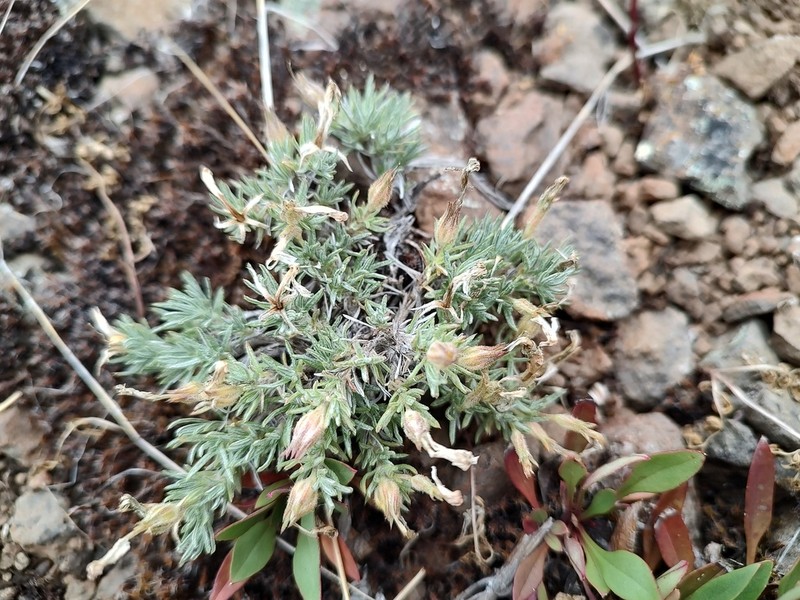 Phlox solivaga photo 6