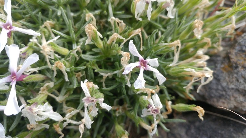 Phlox solivaga photo 7