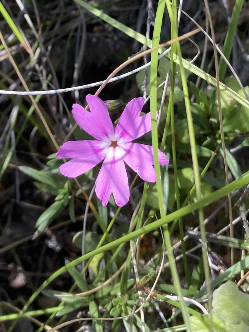 Showy Phlox photo 3